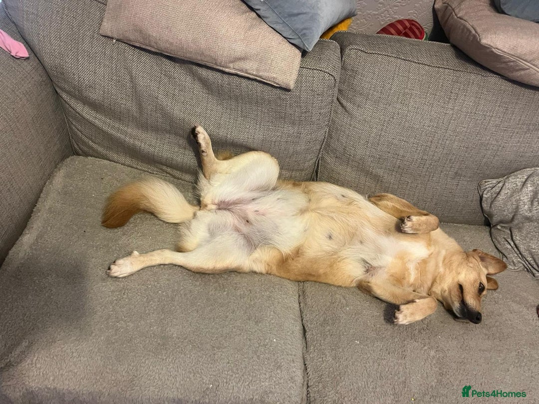 Mixed Breed dogs for adoption: Nelly - Available For Adoption - Advert 3