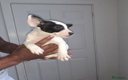 Mixed Breed dogs for sale: Frenglish puppies ready now - Image 9