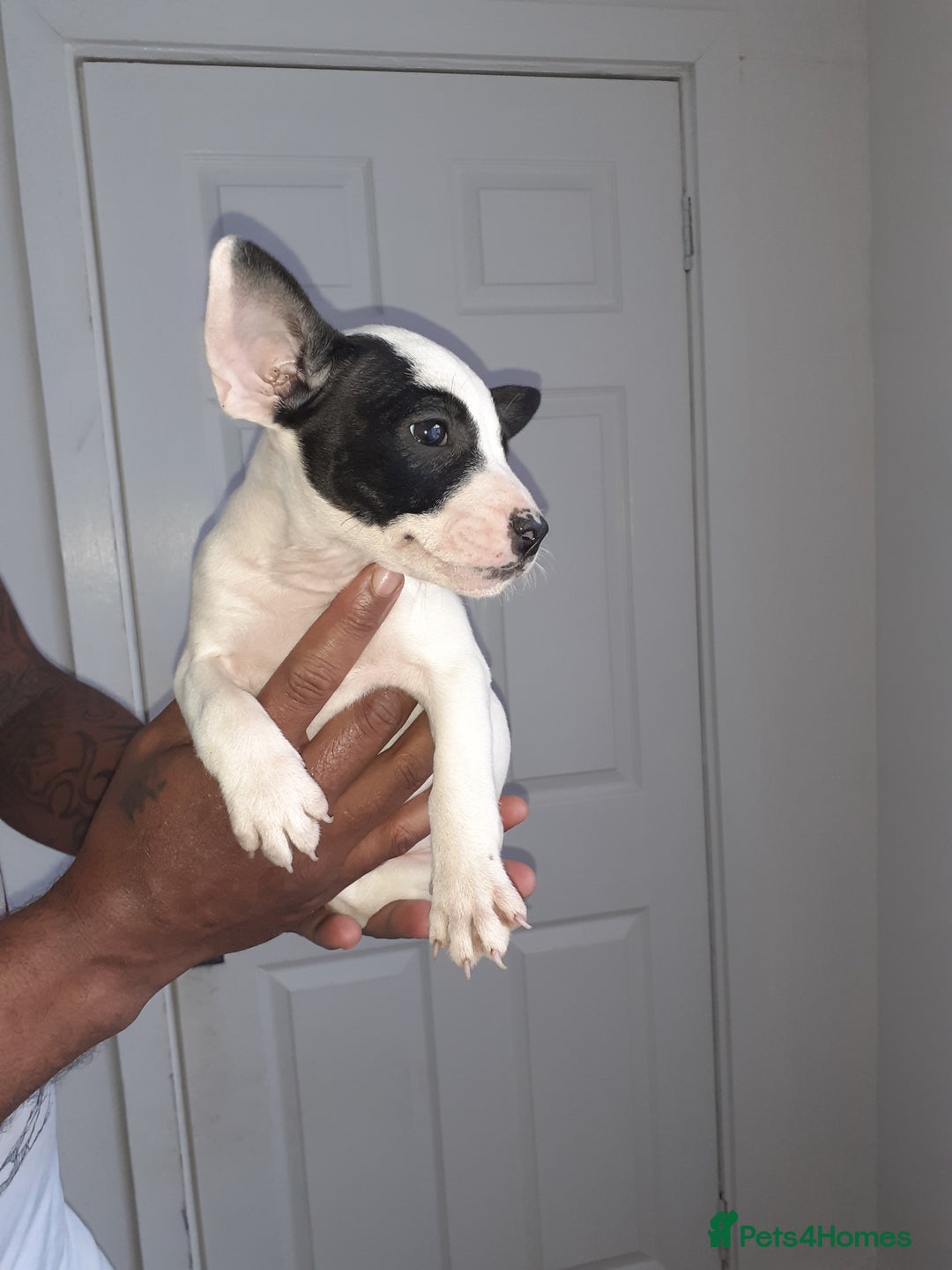Mixed Breed dogs for sale: Frenglish puppies ready now - Image 9