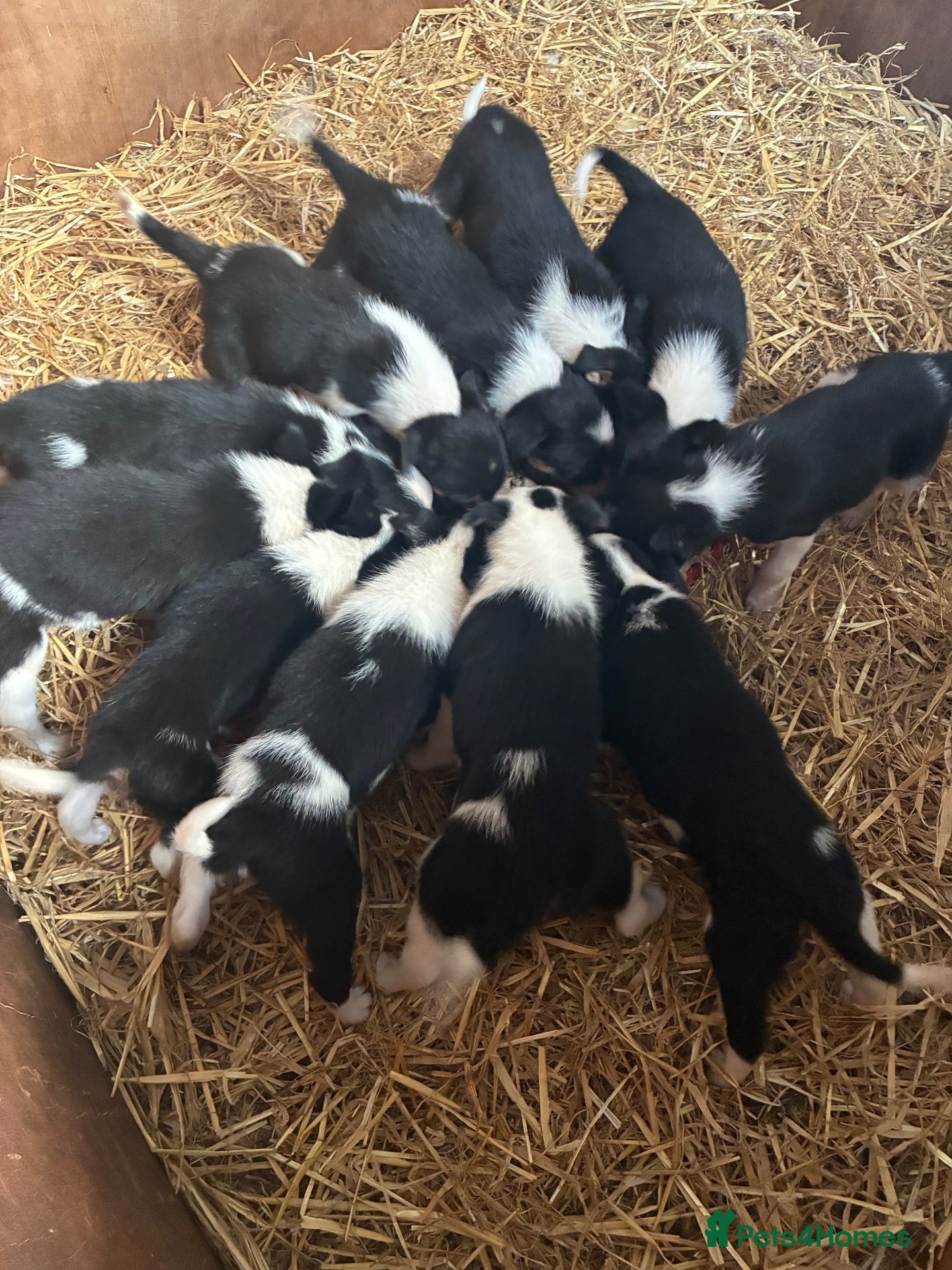 Border Collie dogs 11 beautiful collie puppies - ready for new homes - Advert 1