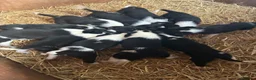Border Collie dogs for sale: 11 beautiful collie puppies - ready for new homes - Advert 1