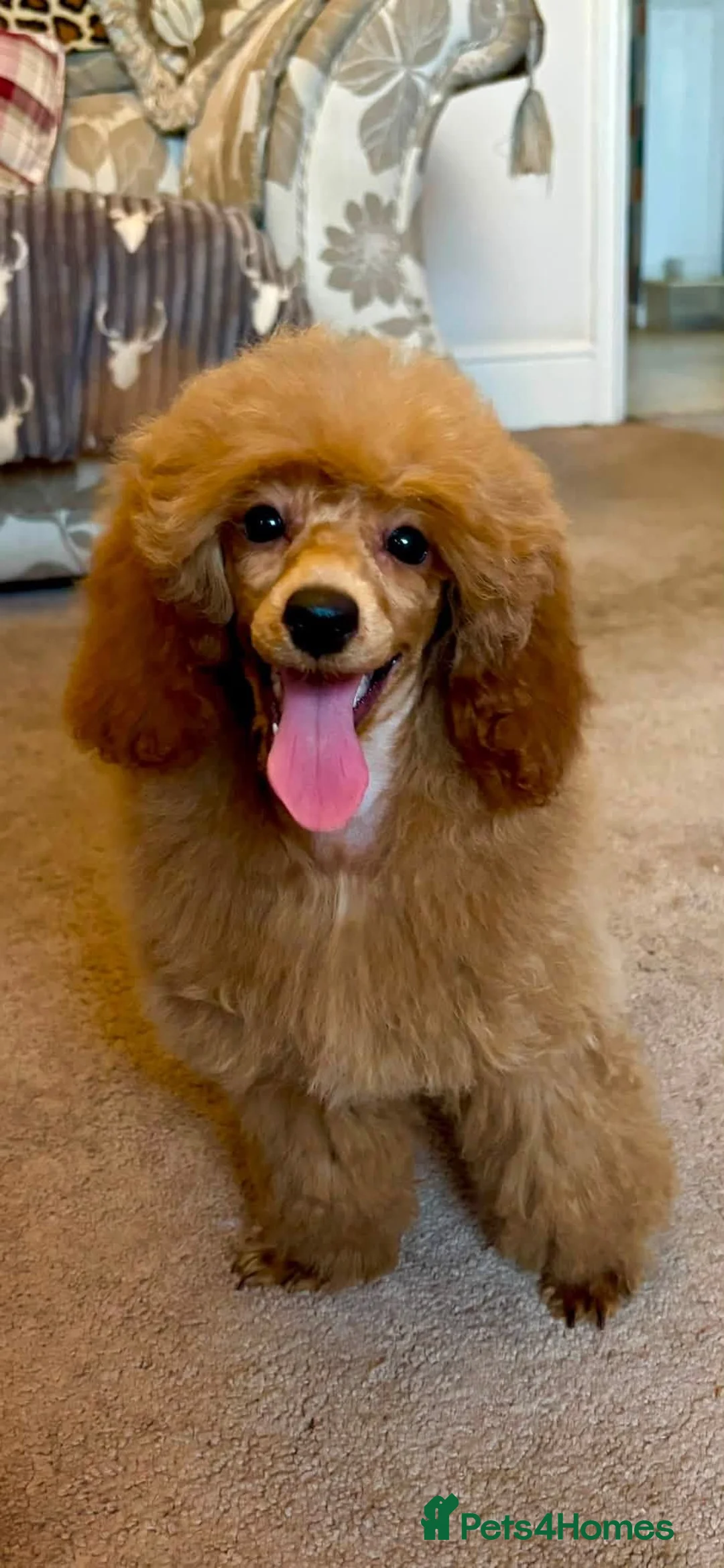 Miniature Poodle dogs for sale: Top Class KC Reg Miniature Poodle Girl  - Advert 2