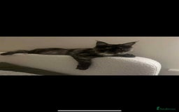 Maine Coon cats for sale: 1 year old Maine Coon Pair - Advert 17