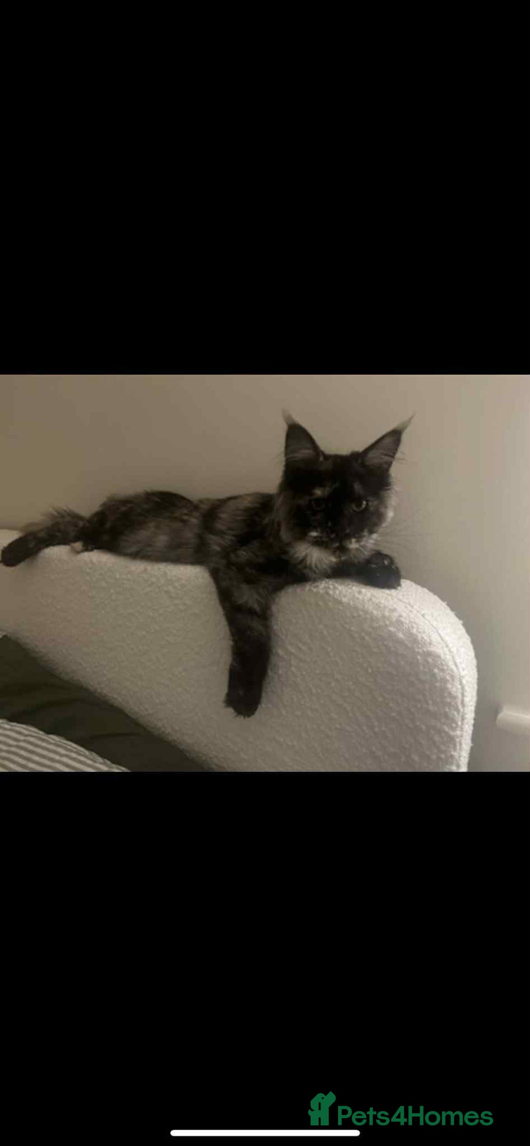 Maine Coon cats for sale: 1 year old Maine Coon Pair - Advert 17