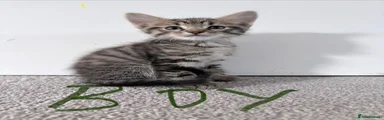 Megatron