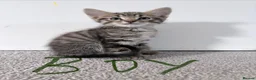 Mixed Breed cats for sale: Beautiful Mixed Breed Kittens.  - Advert 6