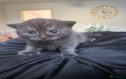 British Shorthair cats for sale: 2x british short hair kittens for sale - Image 12
