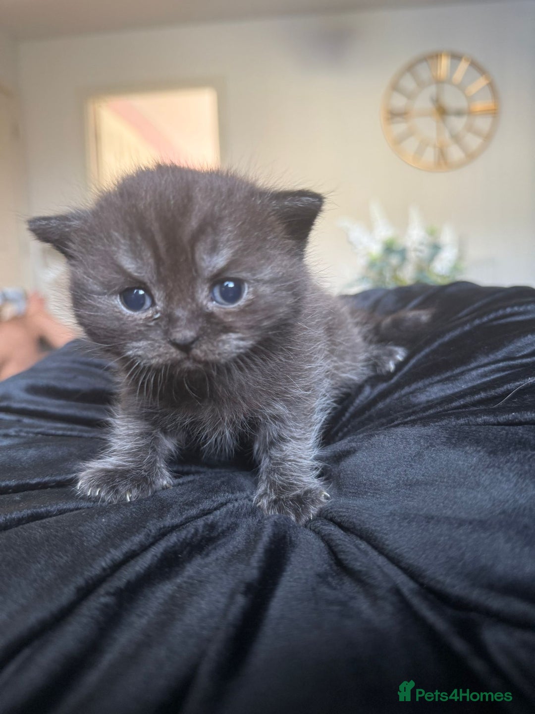 British Shorthair cats for sale: 2x british short hair kittens for sale - Image 12