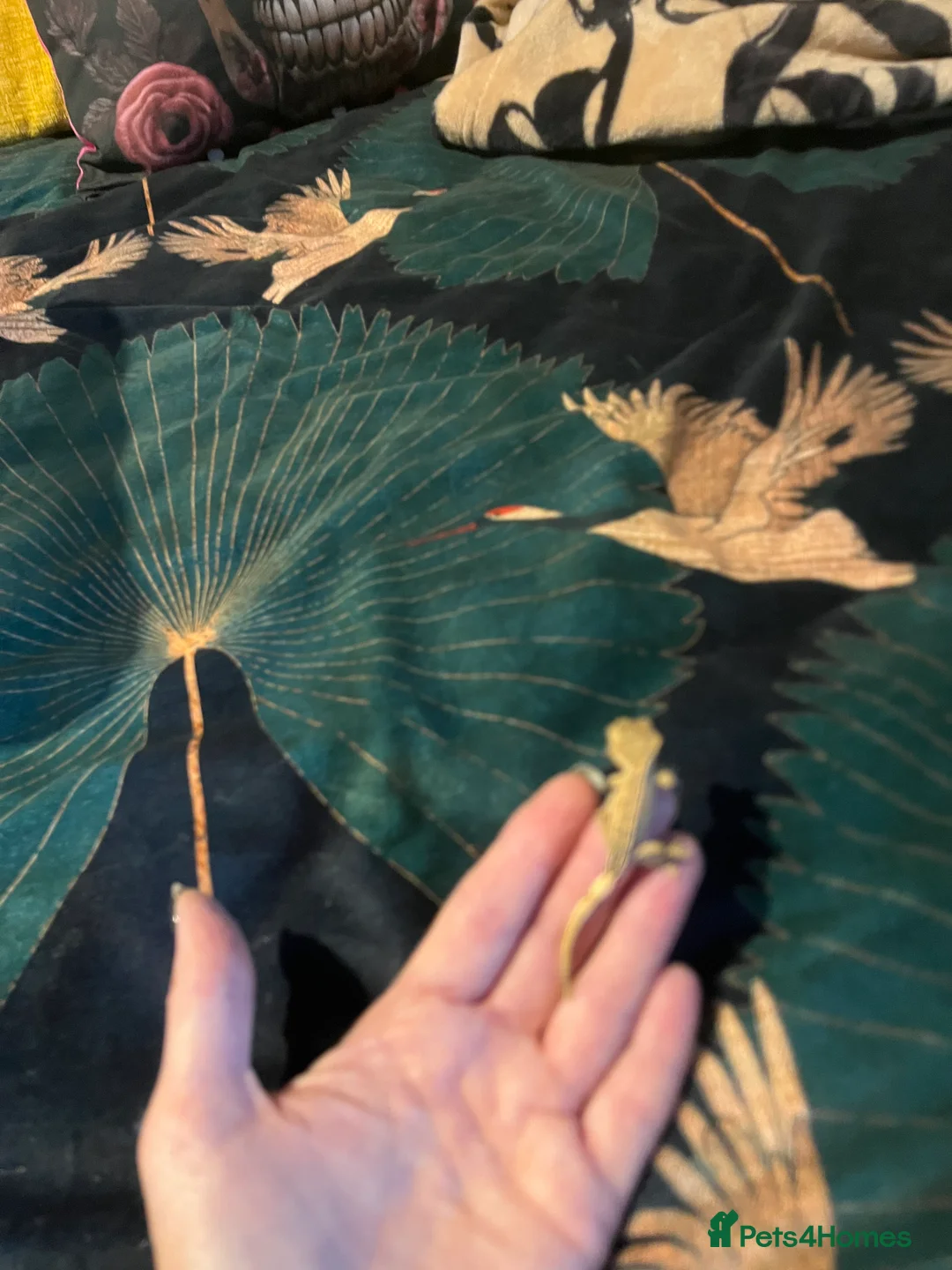 Gecko reptiles for sale: Crested gecko babies  - Advert 17