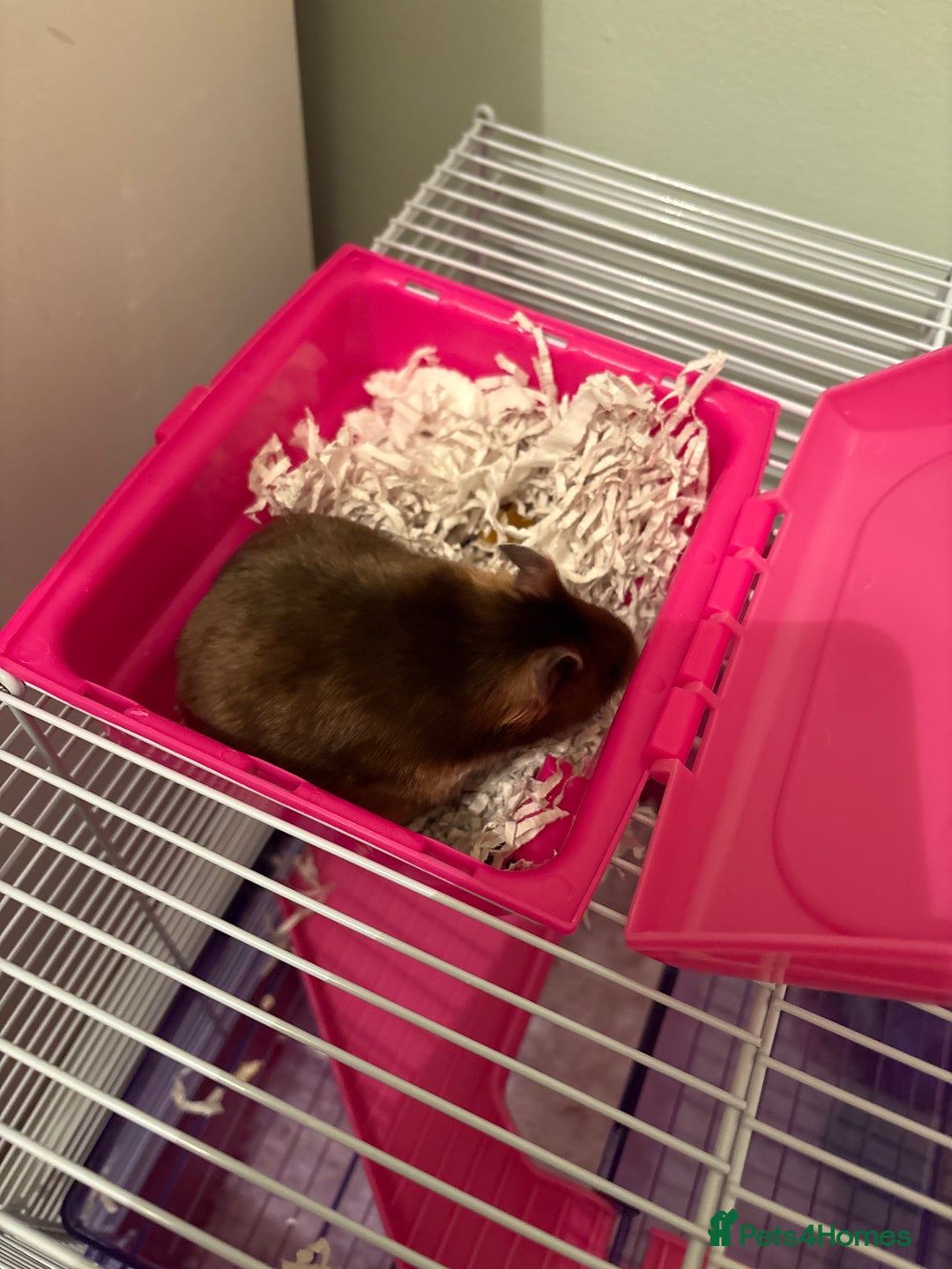 Hamster rodents for sale: Gorgeous Syrian hamsters and mice available  - Advert 7