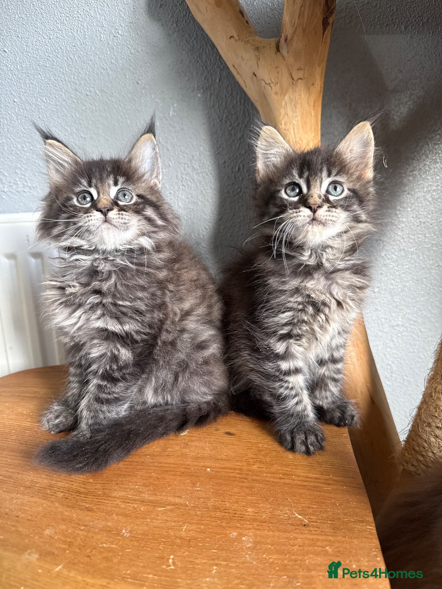 Maine Coon cats for sale: TICA registered Champion Lines  - Advert 13