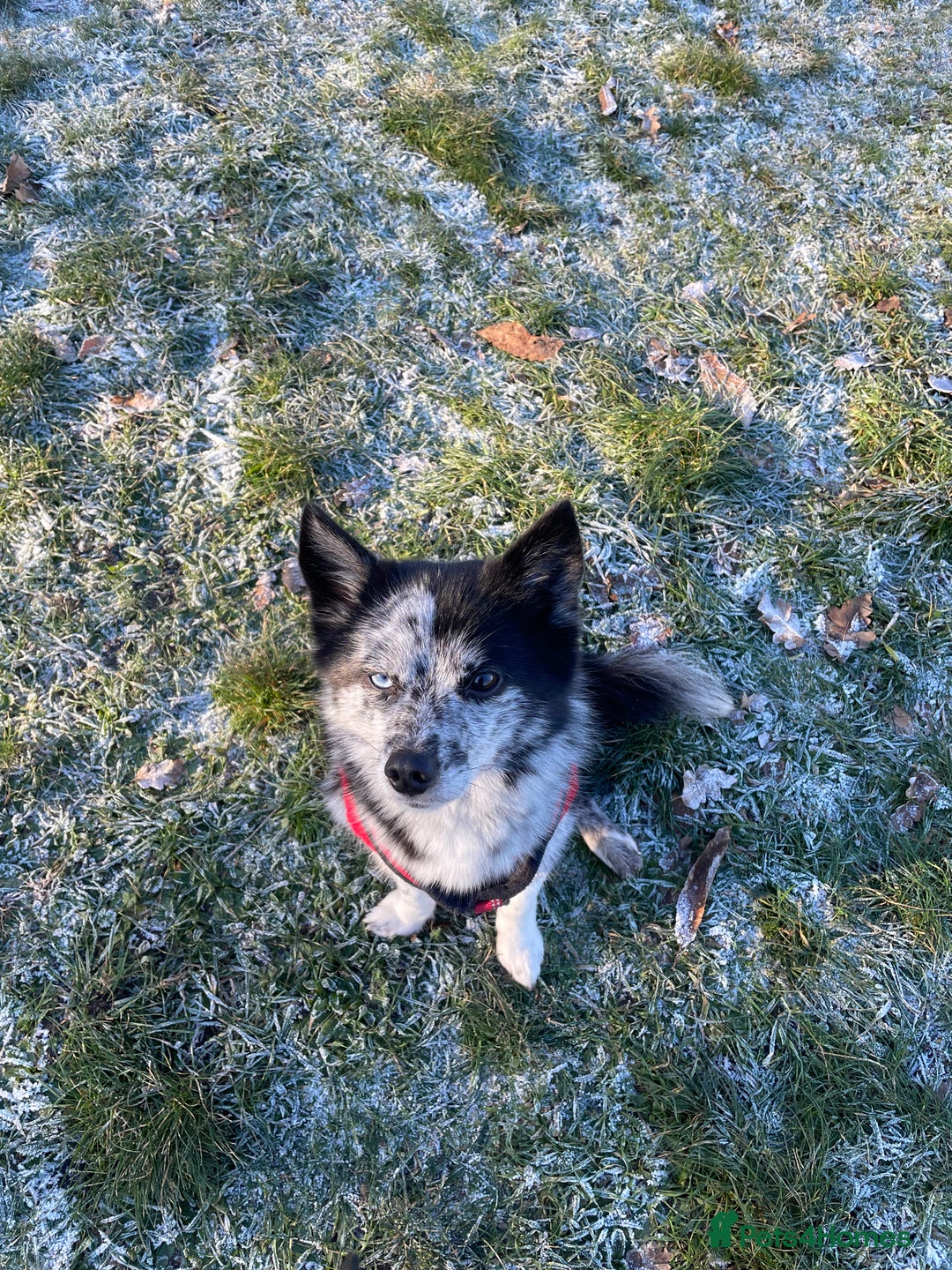 Pomsky dogs for sale: Urgent rehoming needed  - Advert 10