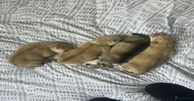 Siberian Husky dogs Gorgeous little husky pups - ready in two weeks - Advert 1