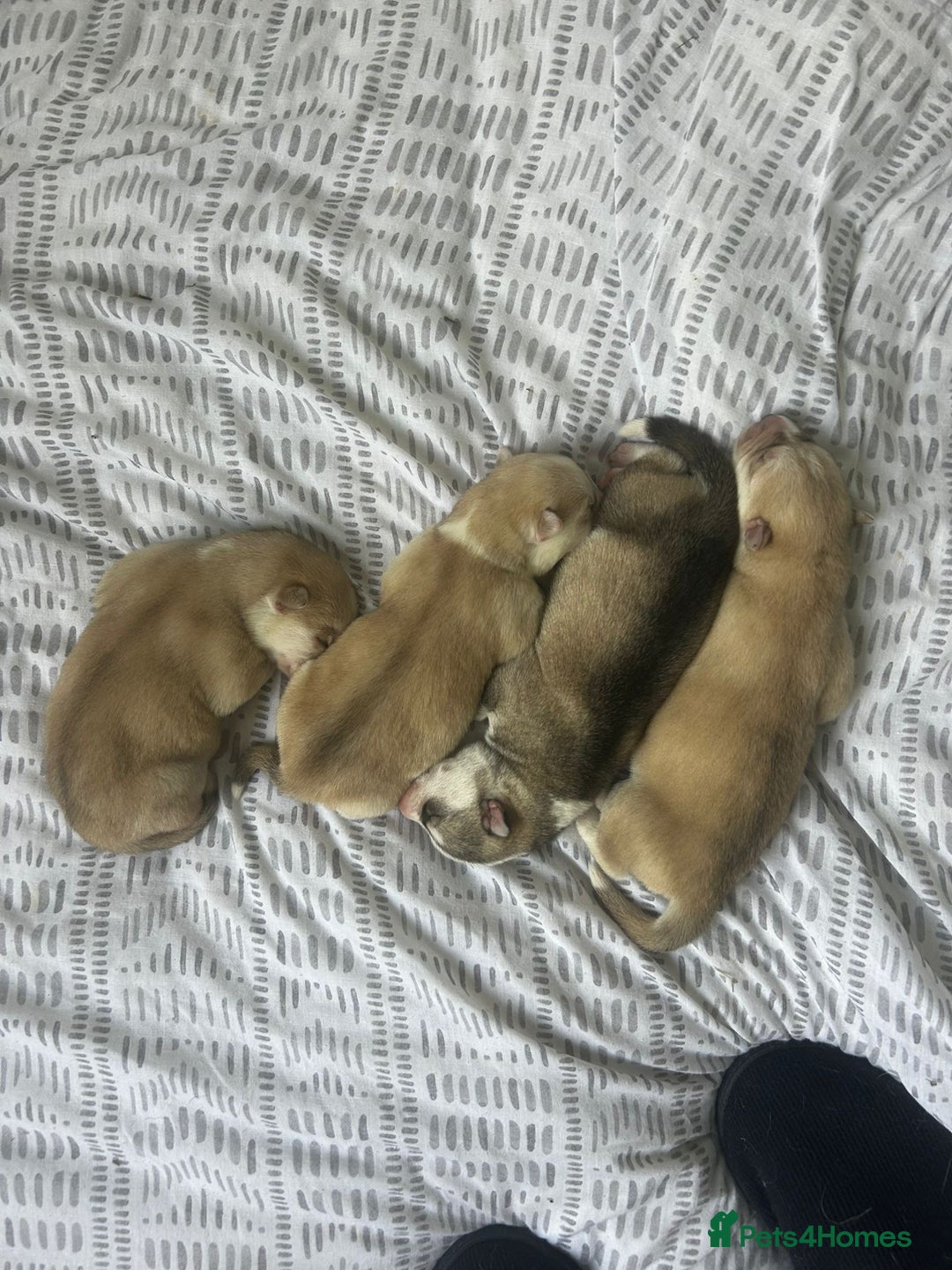 Siberian Husky dogs for sale: Gorgeous little husky pups - ready in two weeks - Advert 3