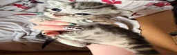 Bengal cats for sale: Grey tabby/bengal kitten  - Advert 2
