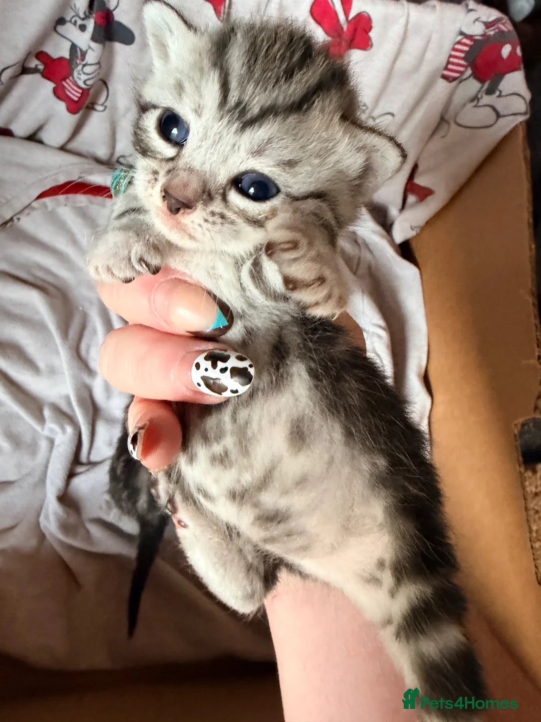 Bengal cats for sale: Grey tabby/bengal kitten  - Advert 2