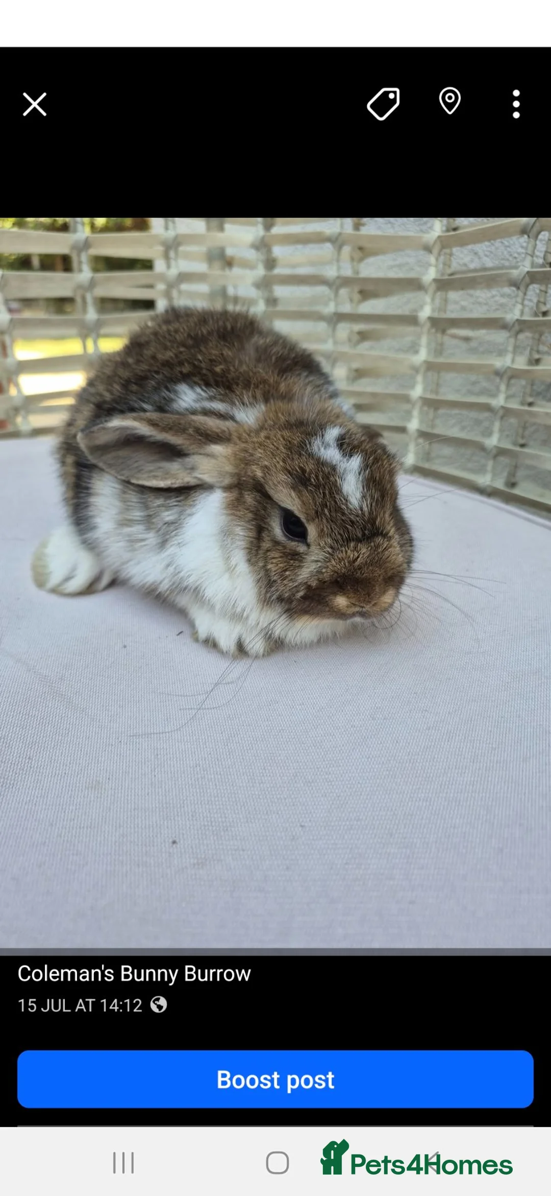 Dwarf Lop rabbits for sale: Dwarf lops - Advert 2