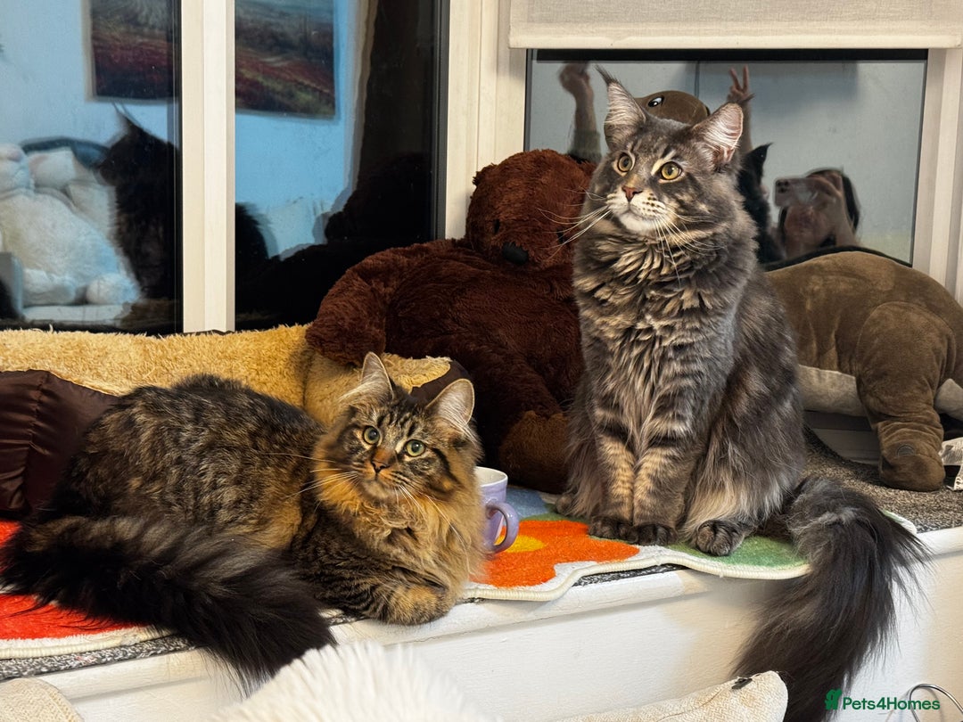 Maine Coon cats for sale: Pure Maine Coon boy 1 year with Russian blood - Image 7