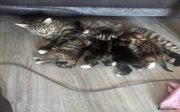 Mixed Breed cats for sale: 4 beautiful tabby kittens for sale  - Image 5