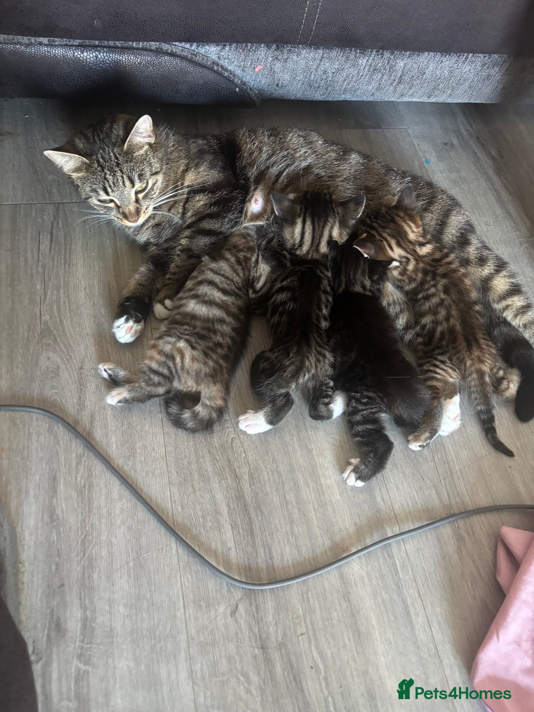 Mixed Breed cats for sale: 4 beautiful tabby kittens for sale  - Image 5