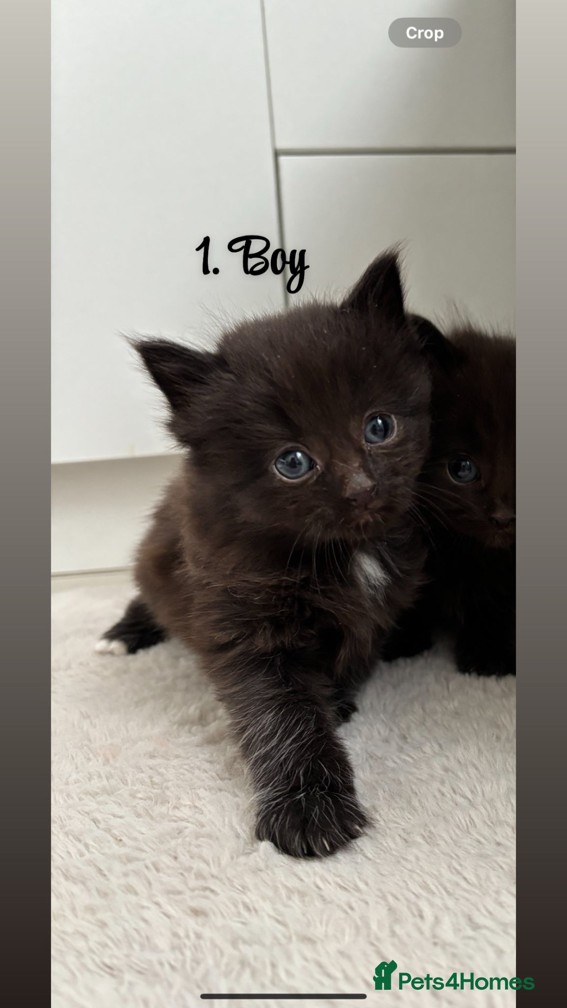 Mixed Breed cats Kittens for sale - Advert 4