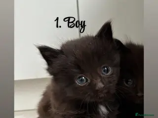 Mixed Breed cats Kittens for sale - Advert 3