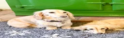 Miniature Dachshund dogs for sale: Two year old beautiful kc registered cream girl - Advert 12