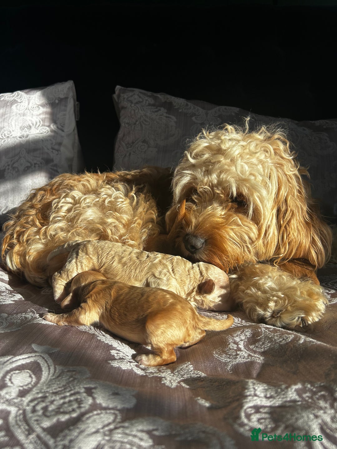 Cockapoo dogs for sale: Beautiful puppies in time for  ** ! 🐶 🥰  **   - Image 6