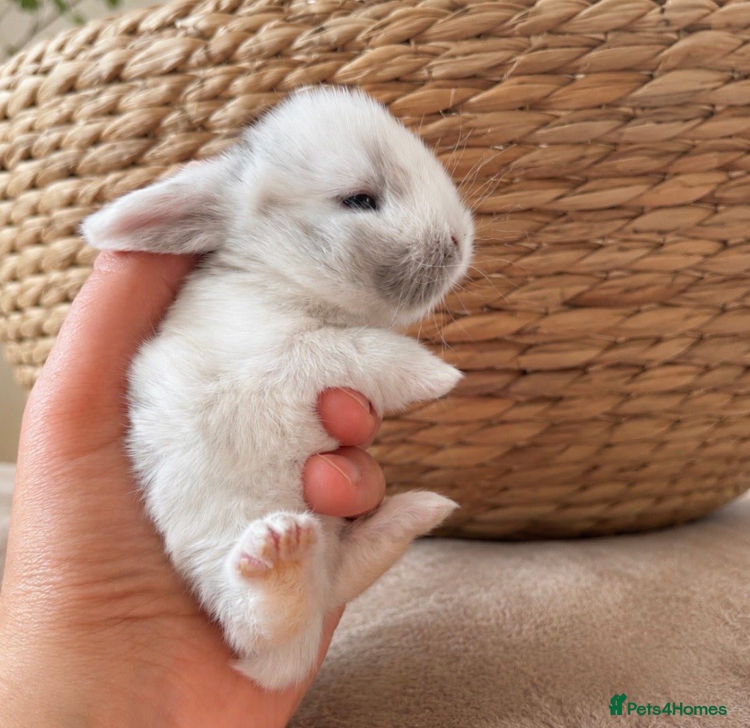 Mini Lop rabbits for sale: Beautiful pure bred mini lops blue eyes  - Advert 1