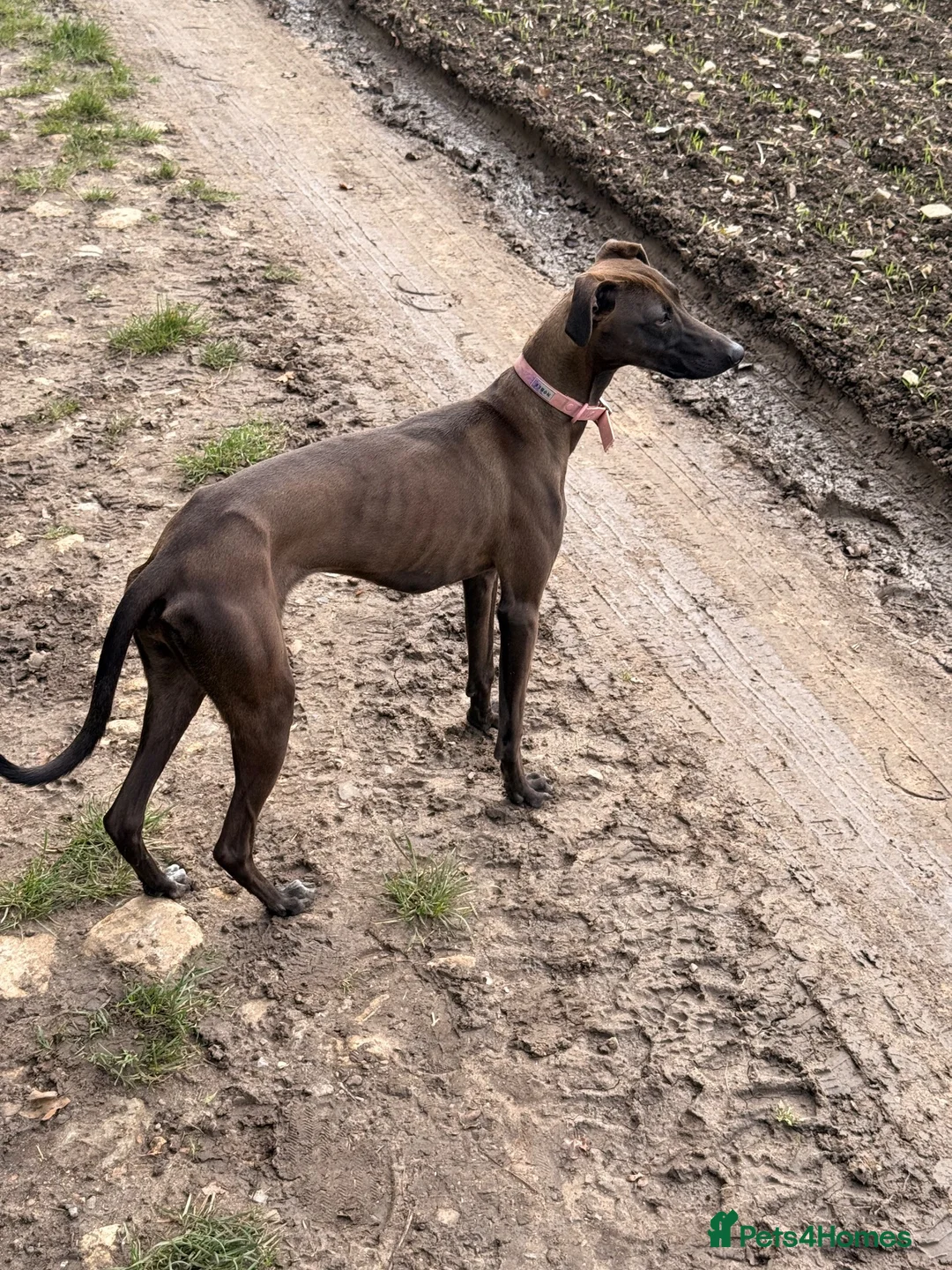 Whippet dogs for sale: 7 months whippet - Advert 3