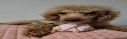 Toy Poodle dogs for sale: Handsome Toy Poodle - Advert 3