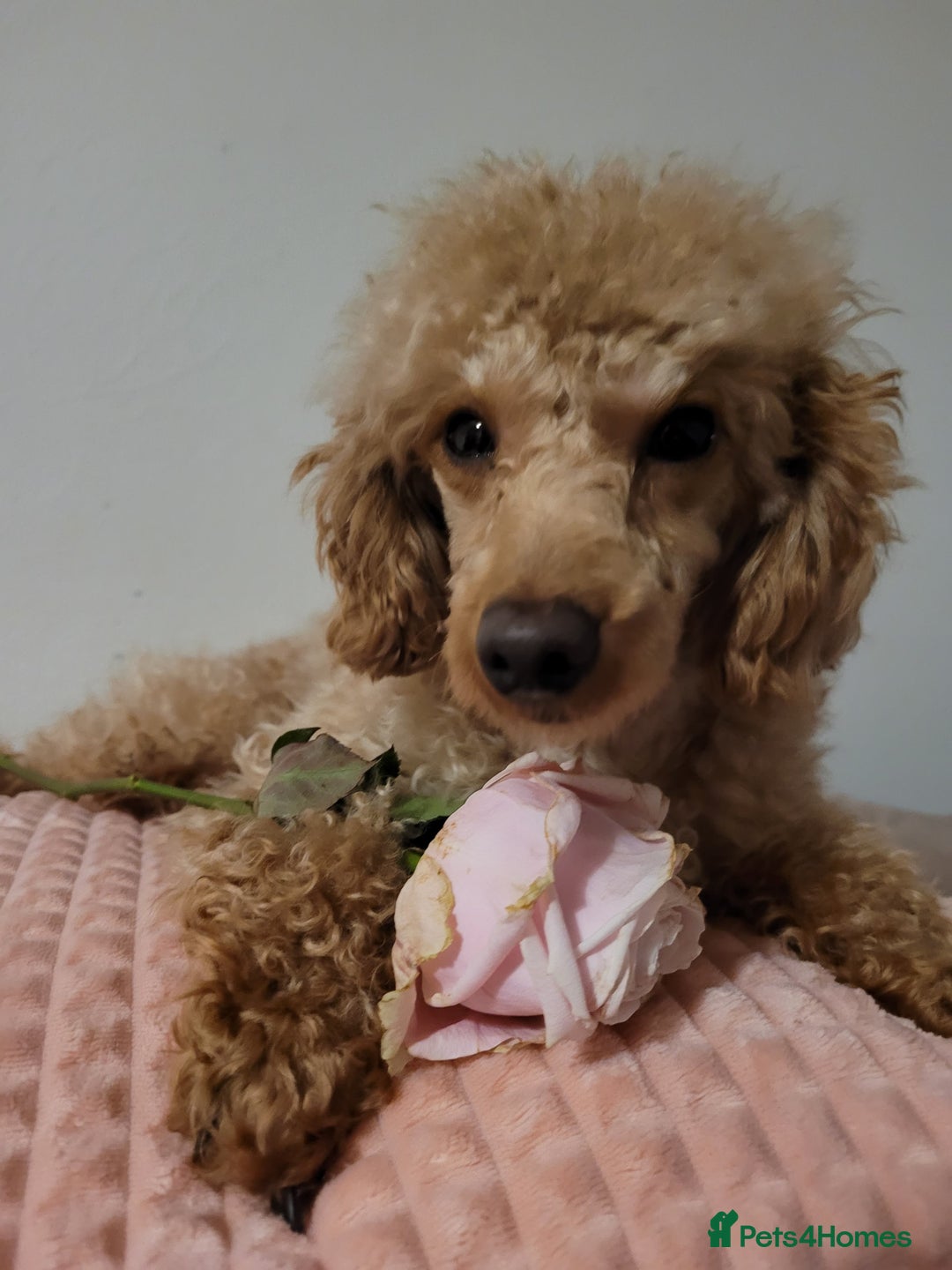 Toy Poodle dogs for sale: Handsome Toy Poodle - Advert 3
