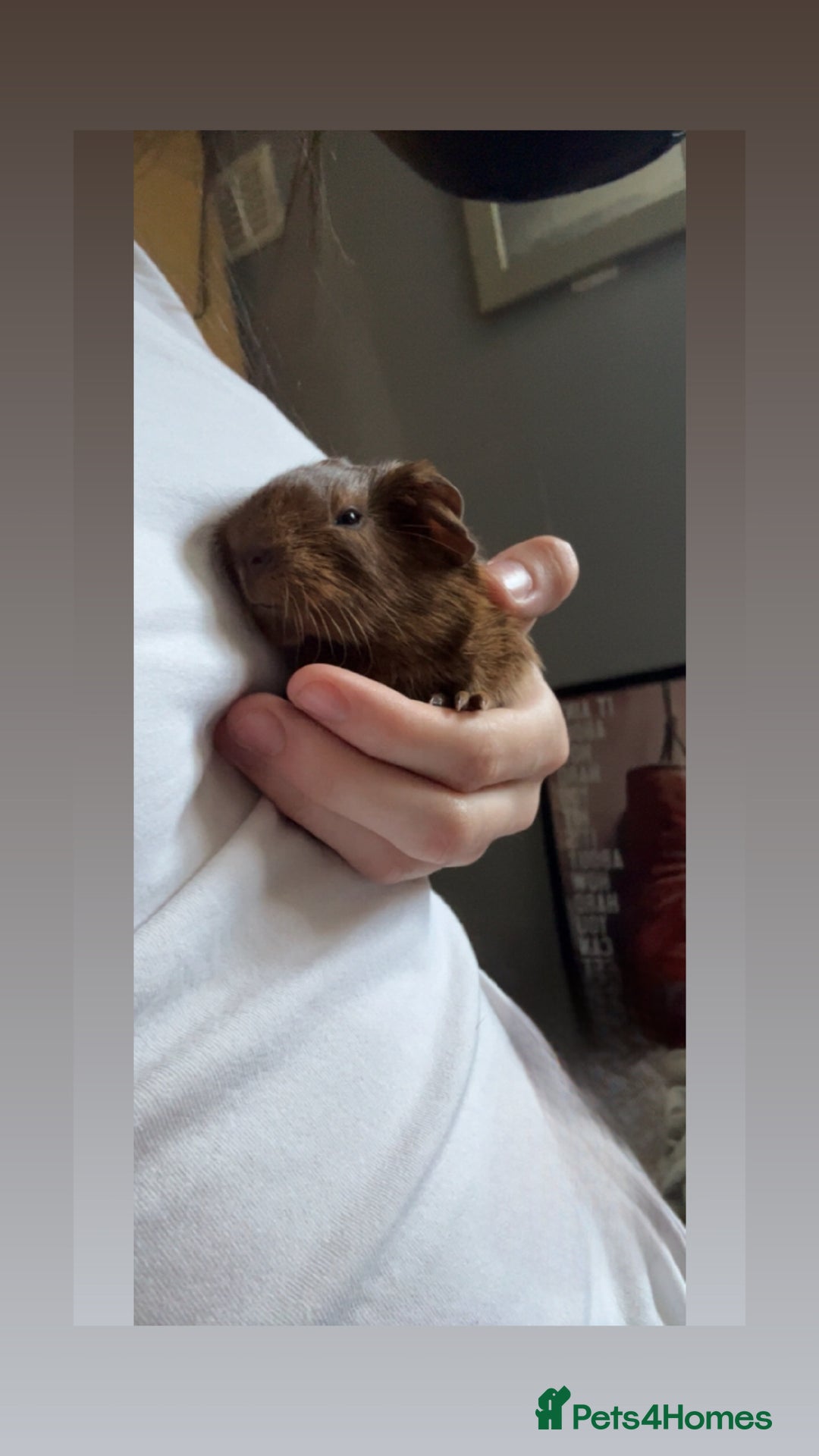 Guinea Pig rodents for sale: baby guinea pigs for sale  - Image 2