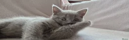 British Shorthair cats for sale: British short hair kittens  in Upminster - Advert 11
