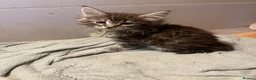 Maine Coon cats for sale: Maine coon - Advert 4