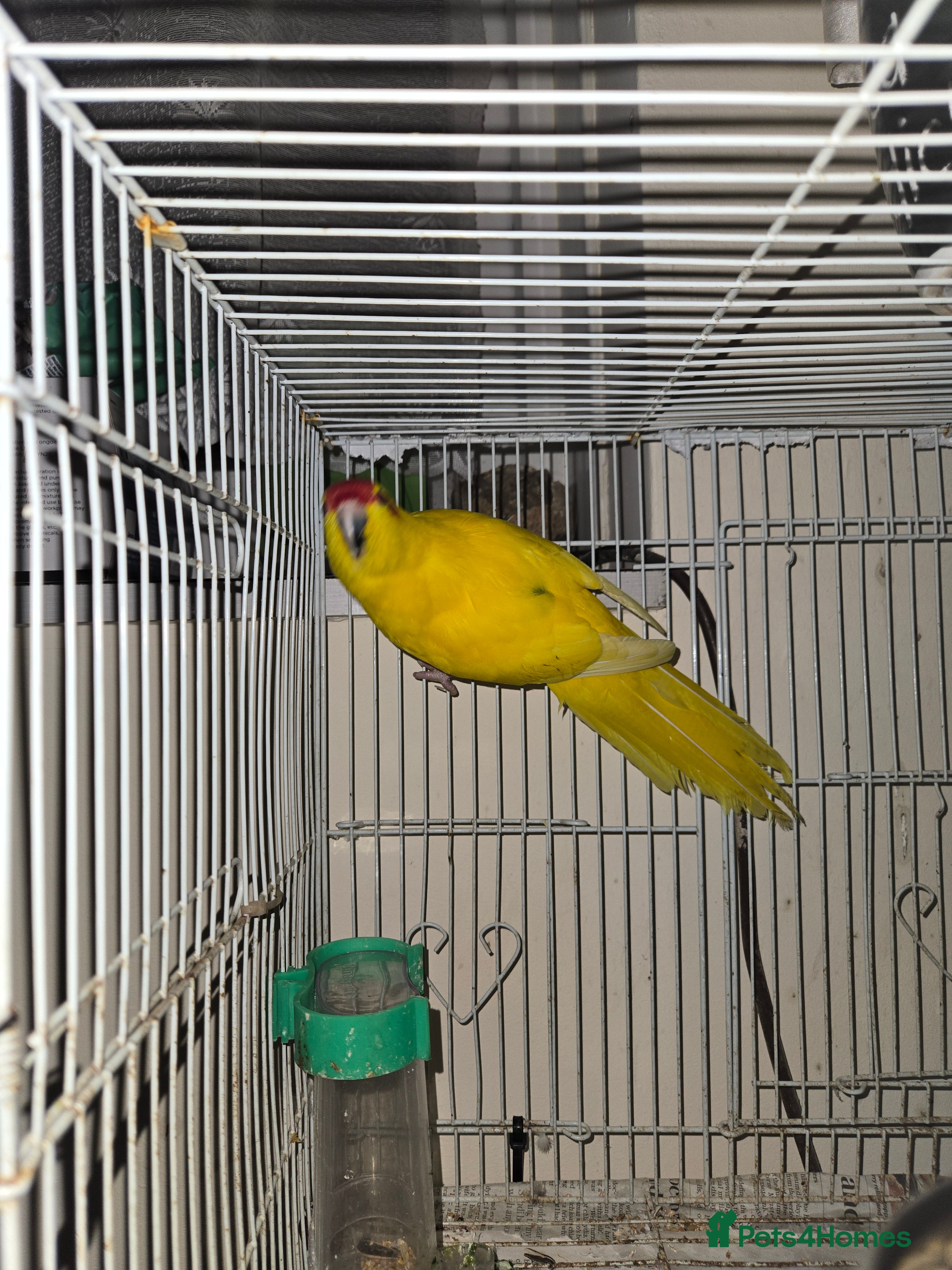 Parakeets birds Kakariki - Advert 1