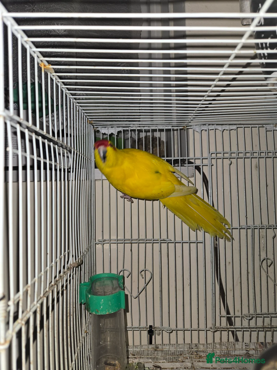 Parakeets birds for sale: Kakariki - Advert 1