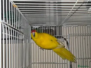 Parakeets birds Kakariki - Advert 8