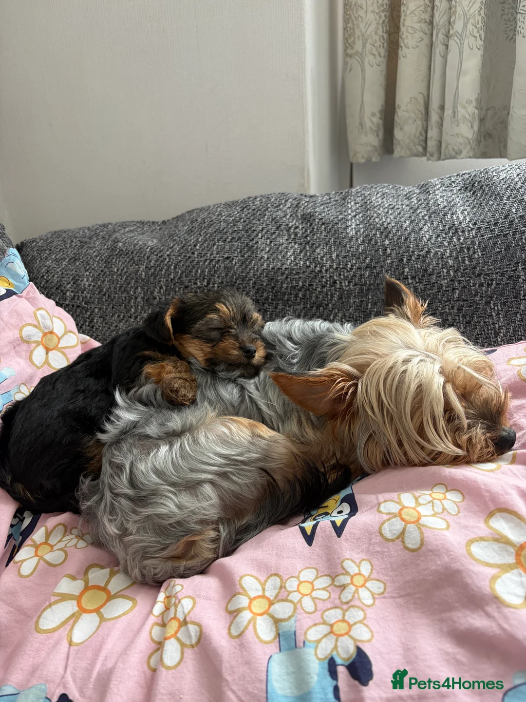 Yorkshire Terrier dogs for sale: adorable mini Yorkshire terrier puppies for sale in Bolton - Advert 2
