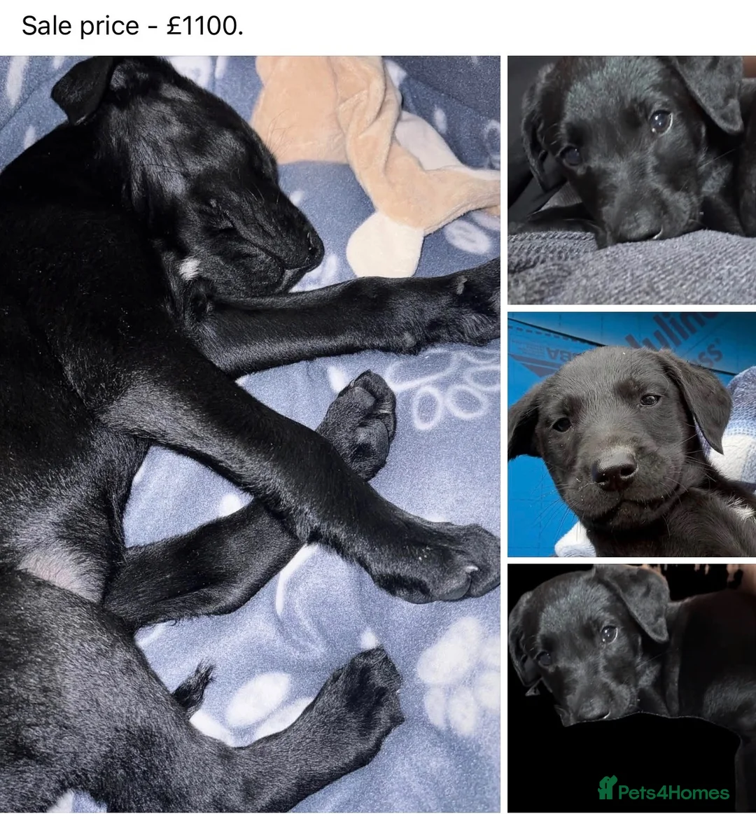Labrador Retriever dogs for sale: Male Labrador Retriever Puppy 9 weeks old  in London - Advert 1