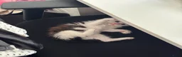 Domestic Shorthair cats for sale: Kitten Looking for a Loving Home 🐾 - Advert 3