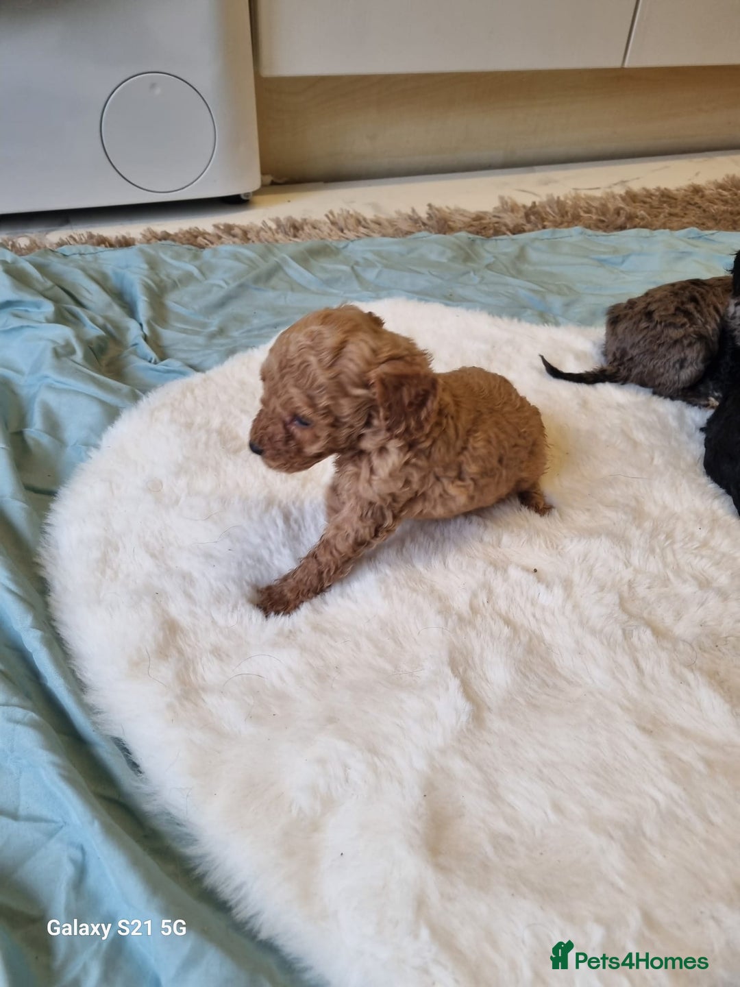 Cockapoo dogs for sale: Cockapoos - Image 22