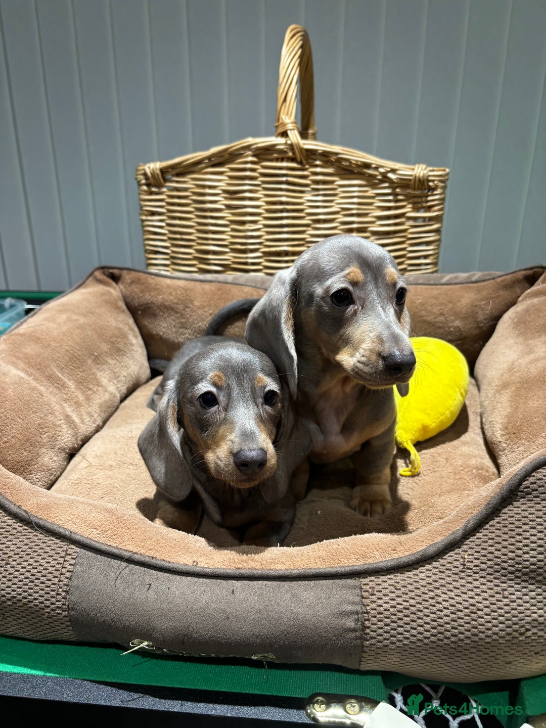 Miniature Dachshund dogs for sale: Outstanding Minature Dachshunds Puppies For Sale  - Image 16