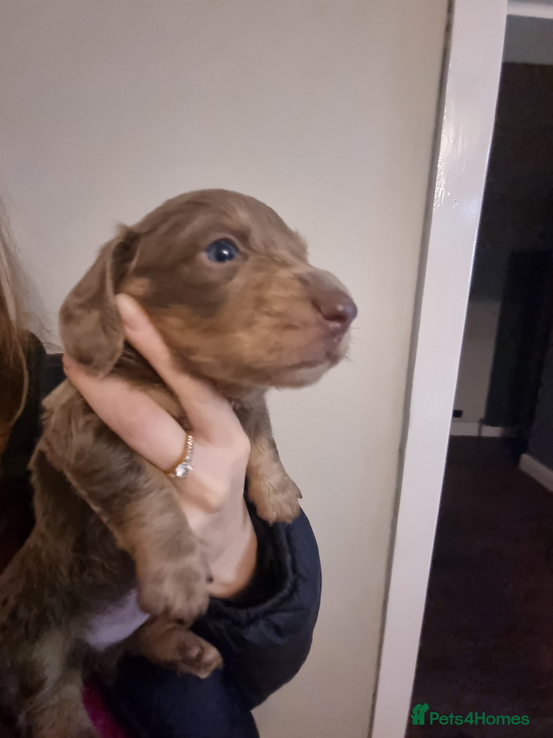 Miniature Dachshund dogs for sale:   Long haired  dachshunds puppies  top quality  - Image 24