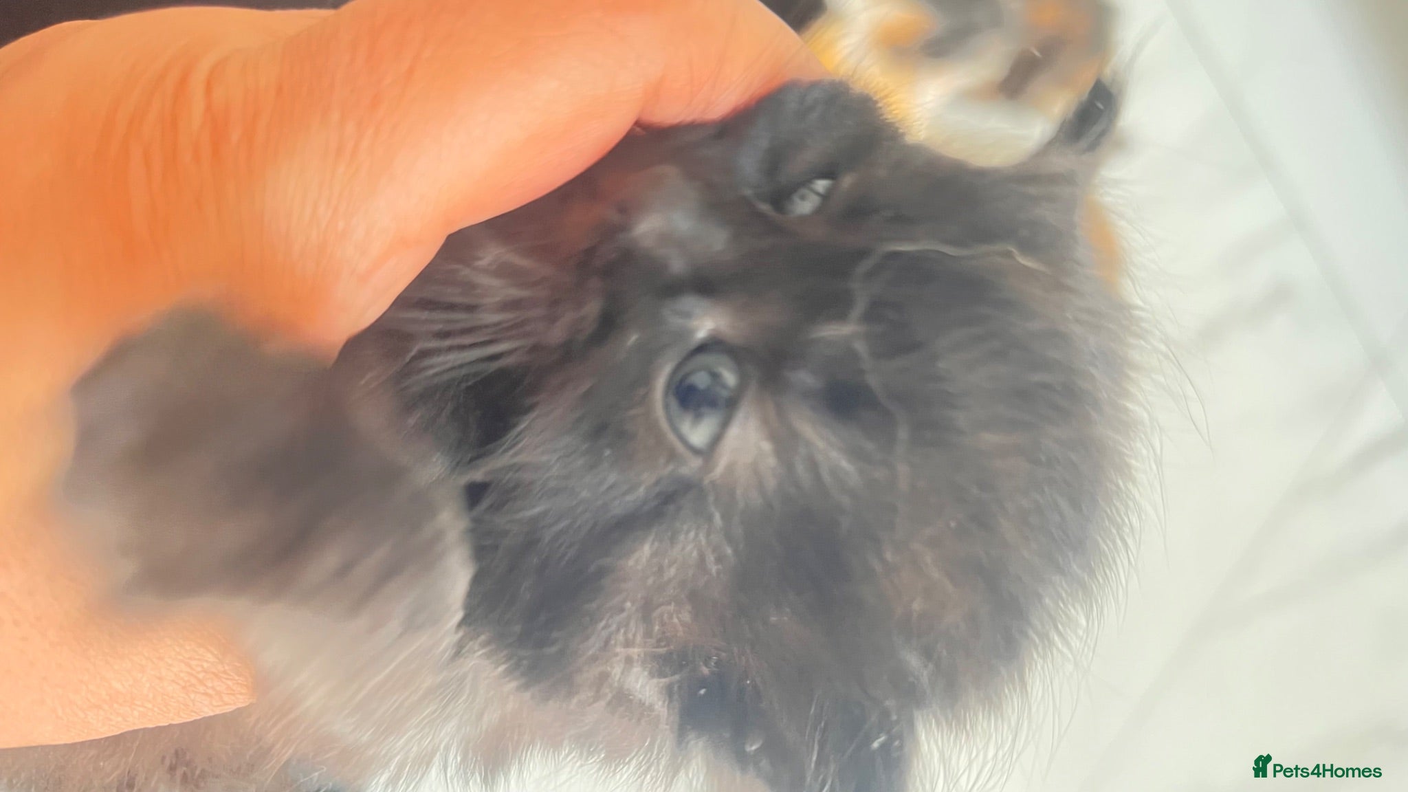 British Longhair cats Small kittens available now in london - Advert 2