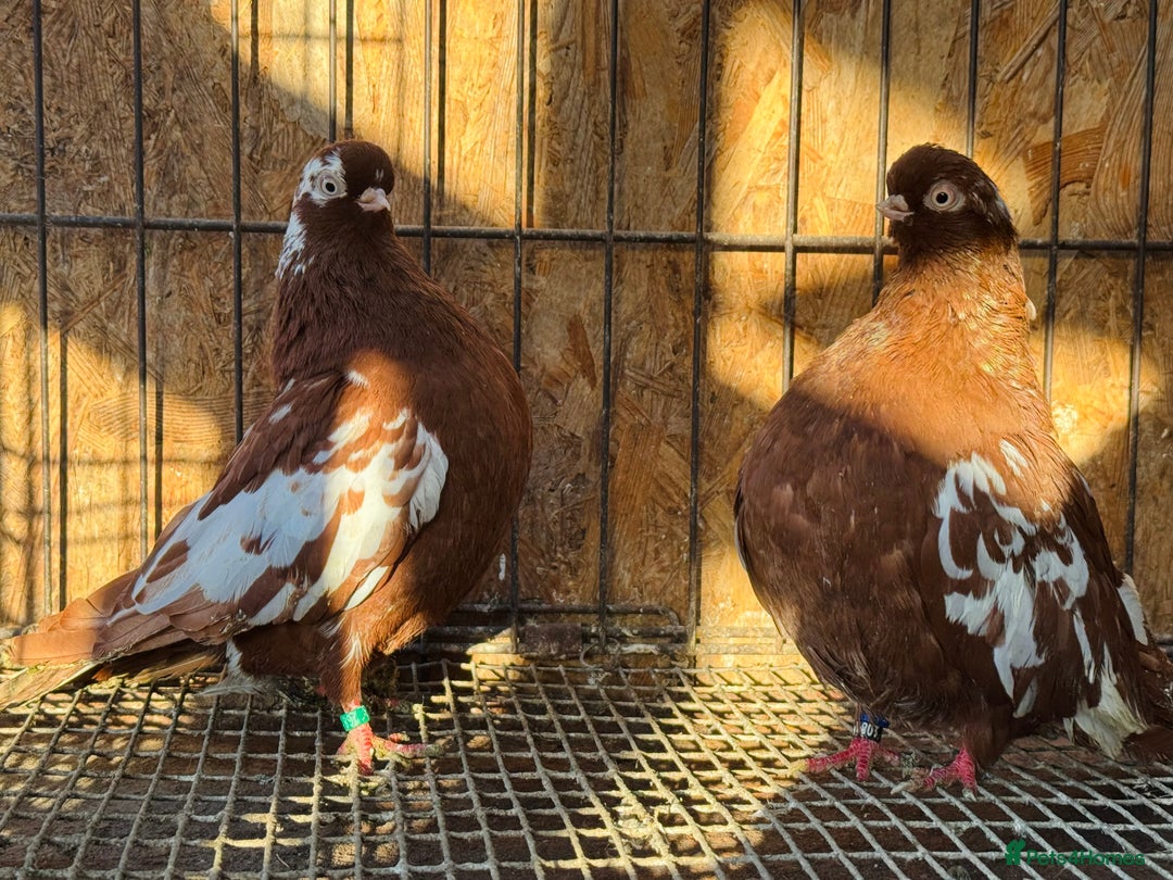 Pigeons birds for sale: RARE ENGLISH SHORTFACE TUMBLERS - Advert 6