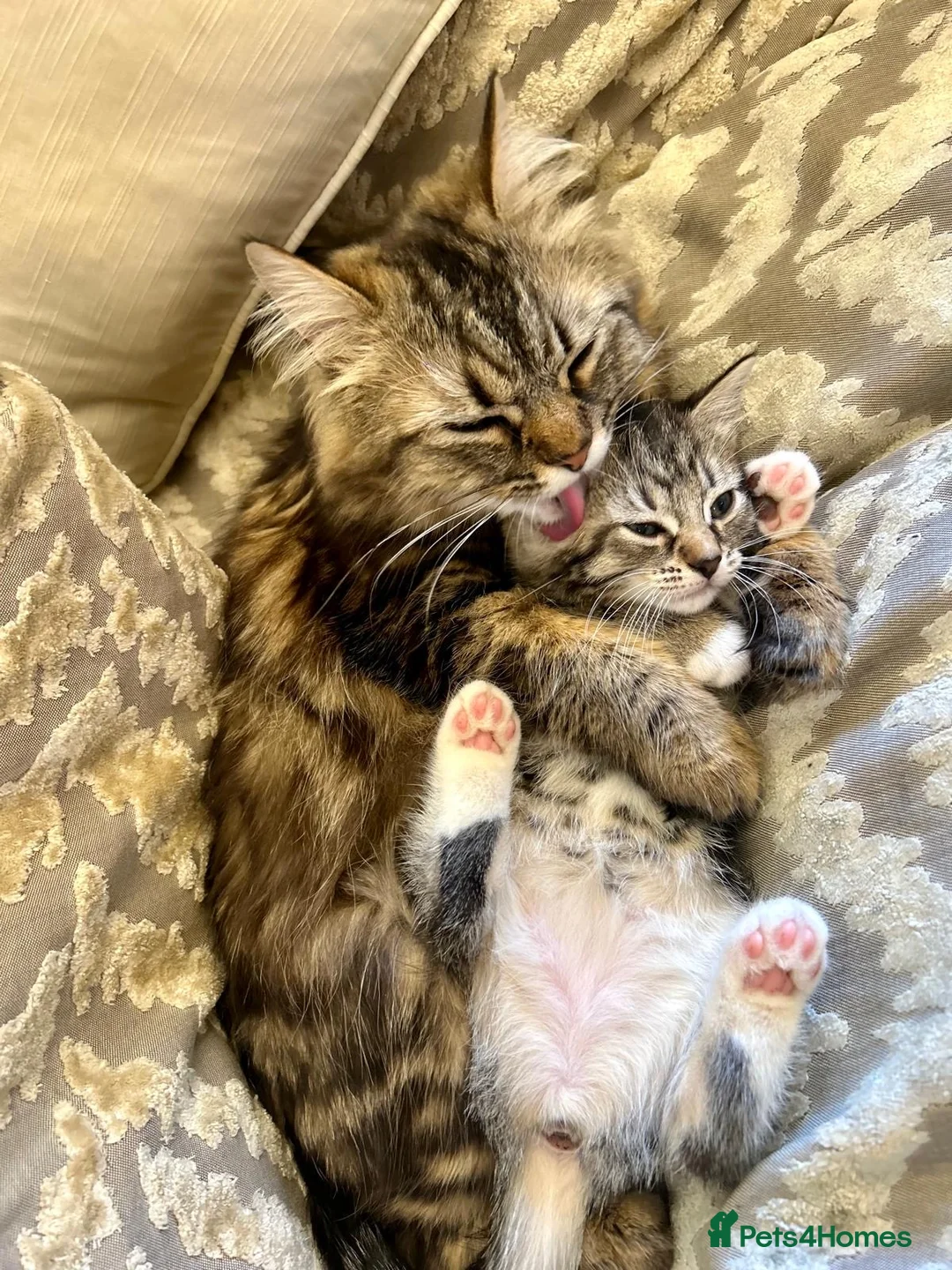 Mixed Breed cats for sale: 4x kittens for sale - Advert 2