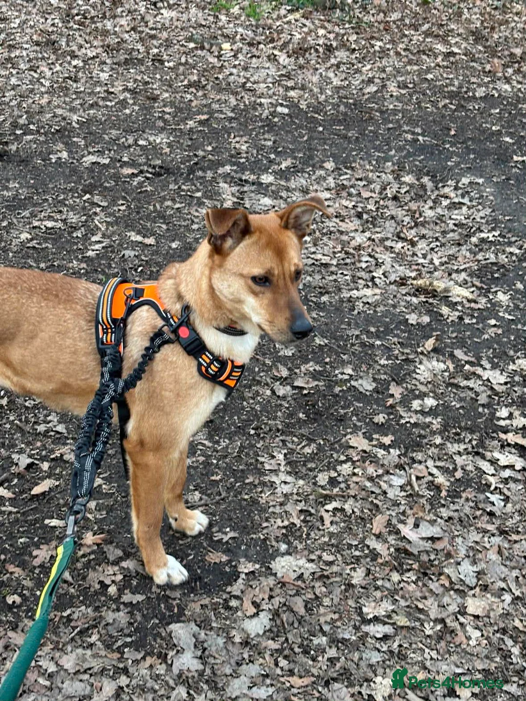 Mixed Breed dogs for adoption: Sandy for adoption in Leigh-on-Sea - Advert 12
