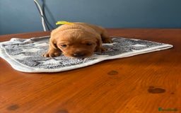 Labrador Retriever dogs for sale: 9 Red Fox Labradors - 3 male 6 female.  - Image 14