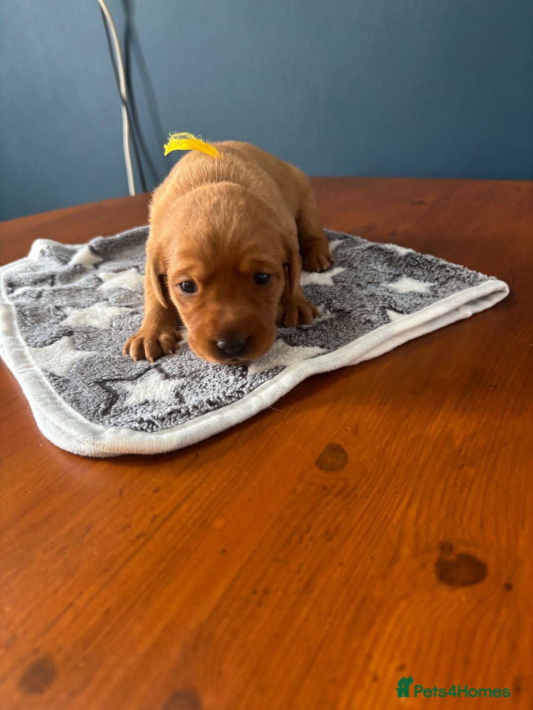 Labrador Retriever dogs for sale: 9 Red Fox Labradors - 3 male 6 female.  - Image 14